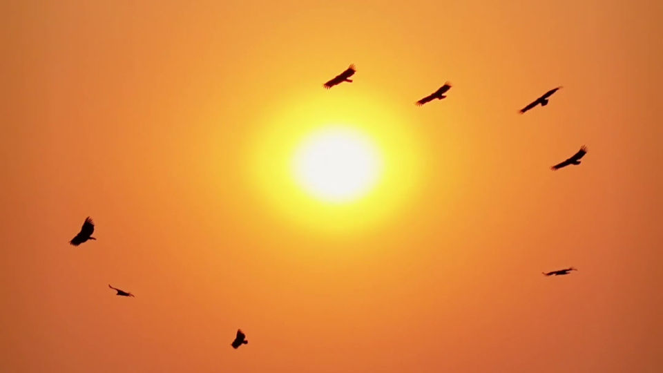 Vultures from Serathok